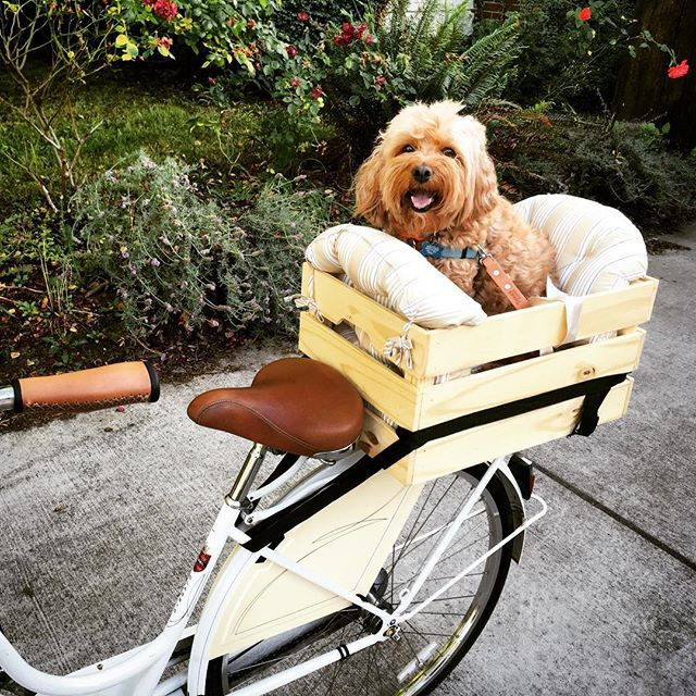 DIY Dog Bike Basket
 WEBSTA laneyhsieh DIY doggy bike basket Thank you for