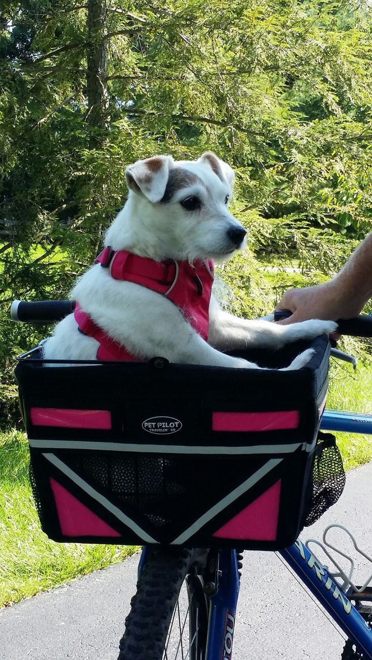 DIY Dog Bike Basket
 168 best Animals Dogs and Bikes images on Pinterest