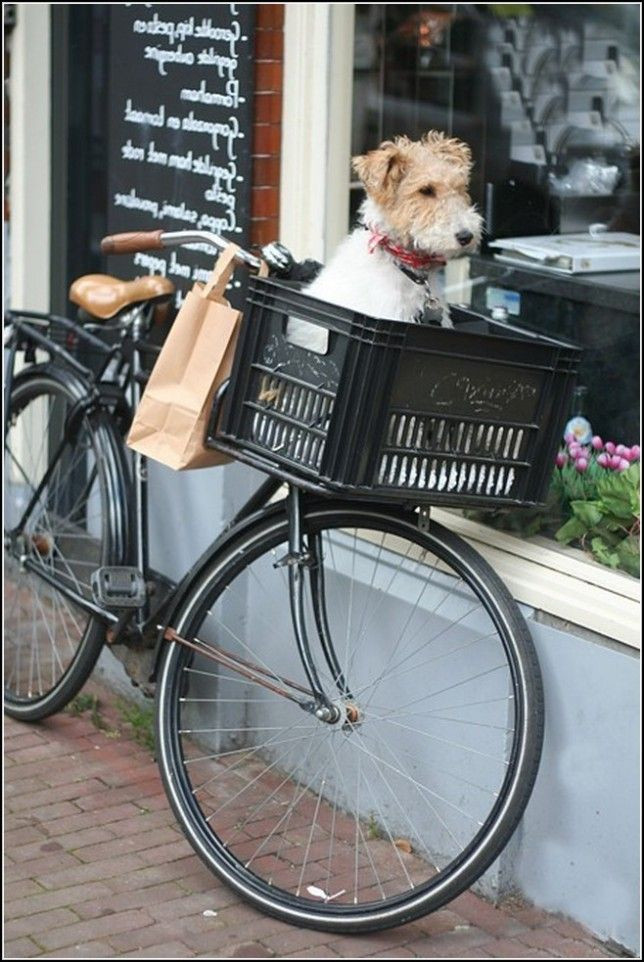 DIY Dog Bike Basket
 Bike Dog Basket For Mountain Bycicle Bicycle Baskets Dogs