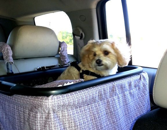 DIY Dog Console Car Seat
 Original zoe dog car seat biggest carseat on ebay makes