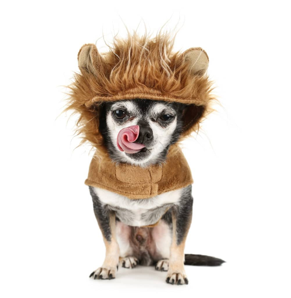 DIY Lion Costume For Dog
 Lion Dog Costumes Where To Find Them Plus DIY Tips and