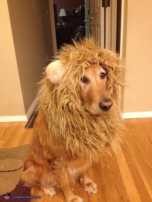 DIY Lion Costume For Dog
 Lion Halloween Costume Contest at Costume Works