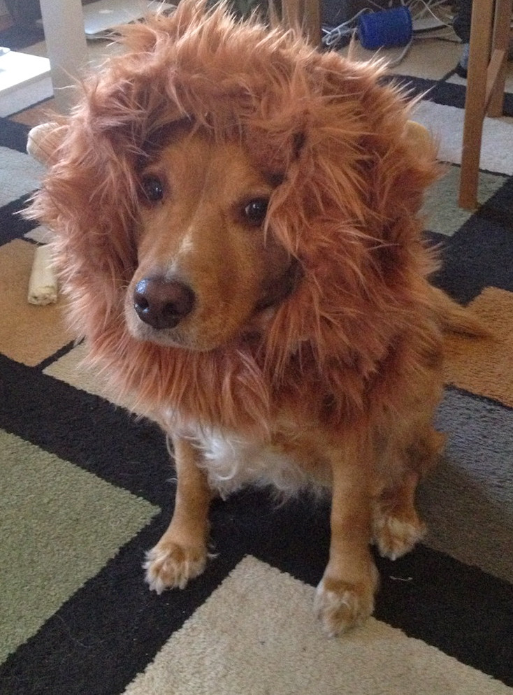 DIY Lion Costume For Dog
 Lion Mane Dog Costume Version 2 Needles and Know How