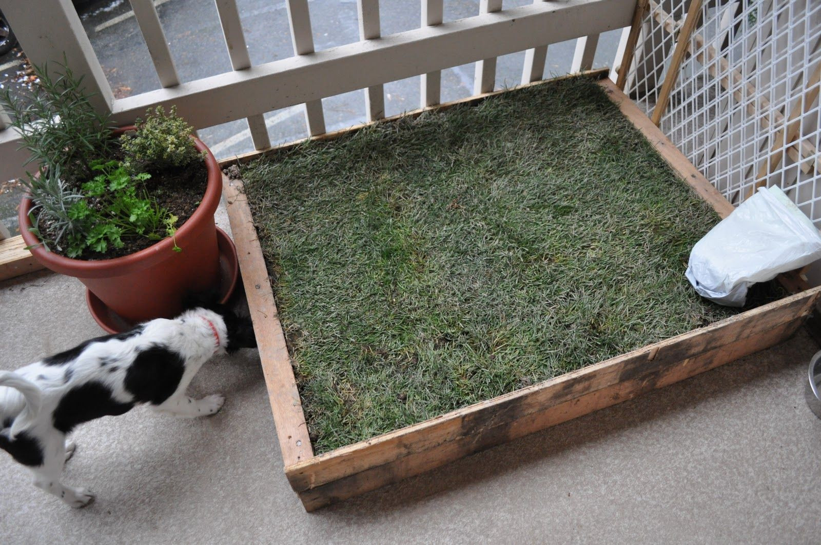 Dog Porch Potty DIY
 D I Y Patio gog litter box with real grass