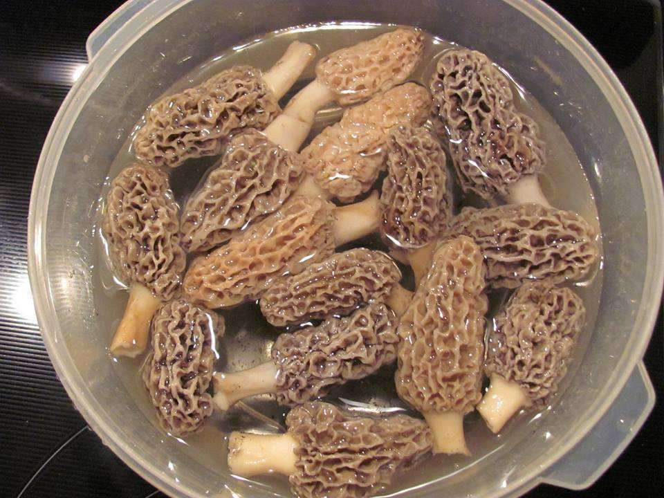 Dried Morel Mushrooms
 Forest Glory Dried Morel Mushrooms st Site on