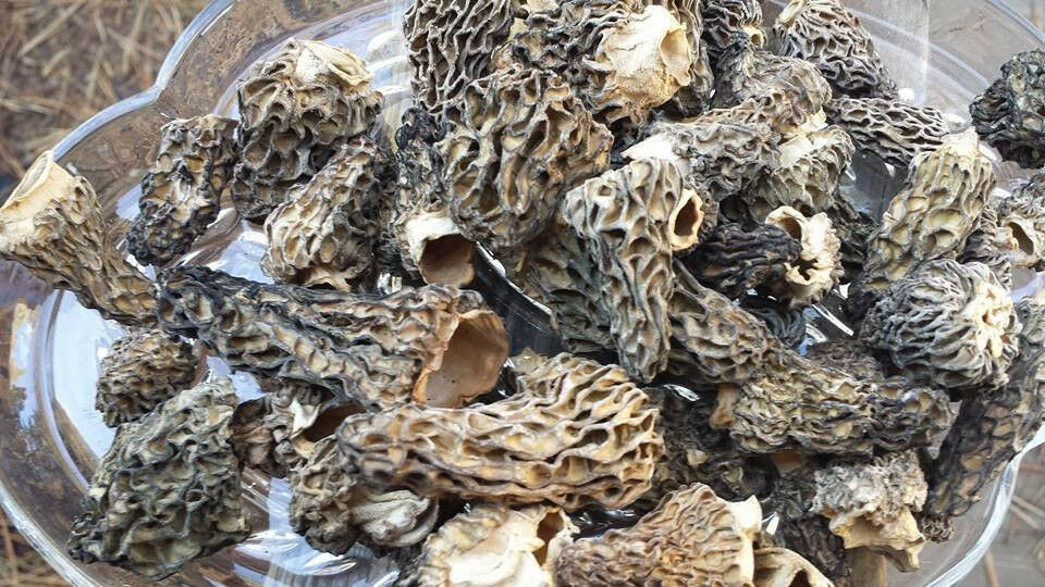 Dried Morel Mushrooms
 Dried Morel Mushrooms 2016 All Natural 1 2 4 8 & 16