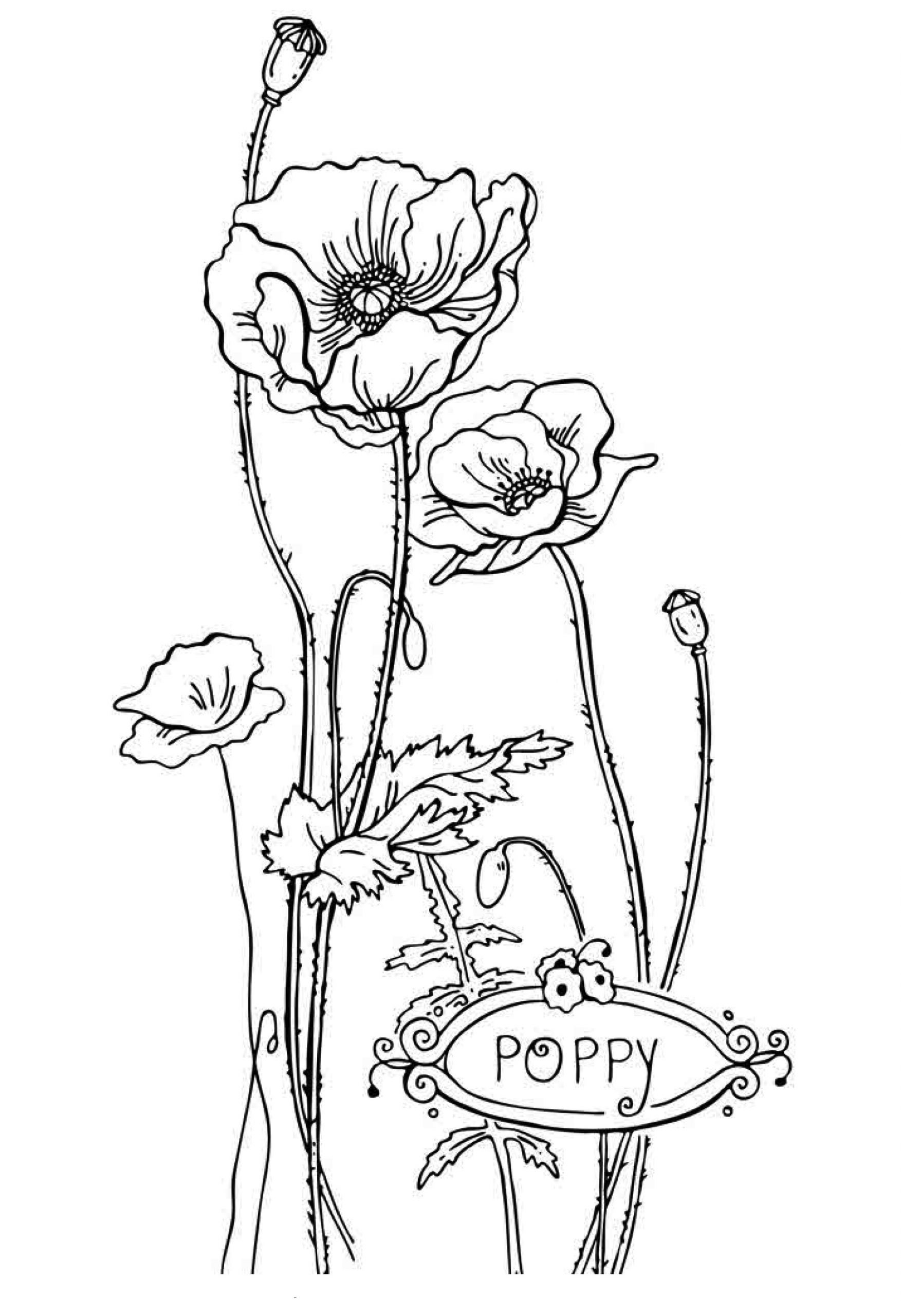 Free Coloring For Kids
 Free Printable Flower Coloring Pages For Kids Best