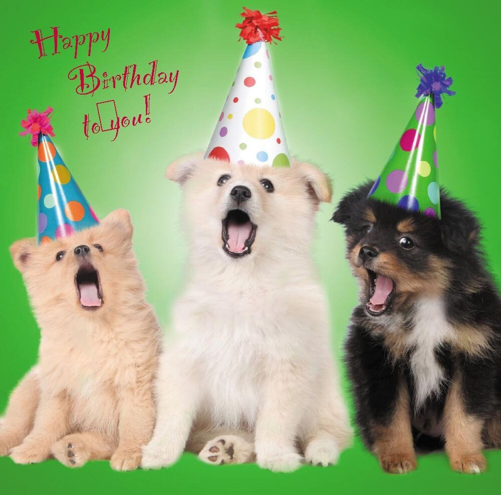 Funny Dog Birthday Wishes
 Birthday Cards Cute Dogs Puppies Perfect for Mum Sister