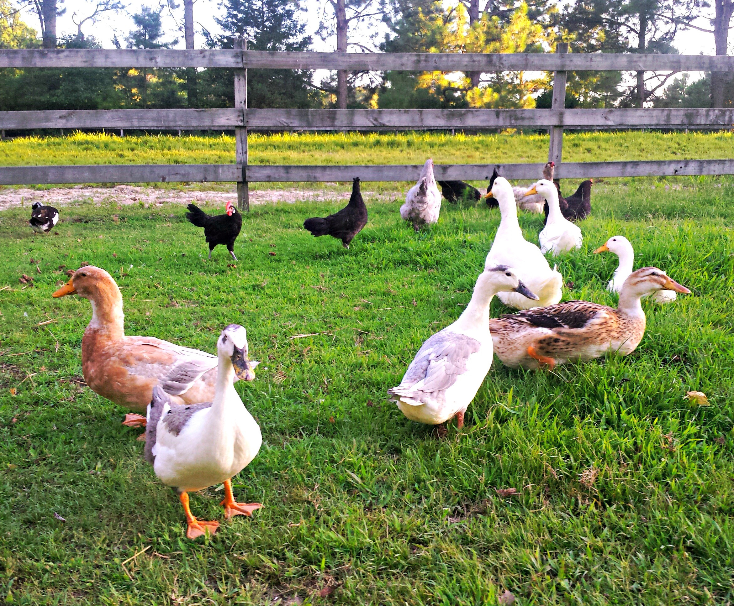 Raising Backyard Ducks
 How to Raise Ducklings Backyard Poultry
