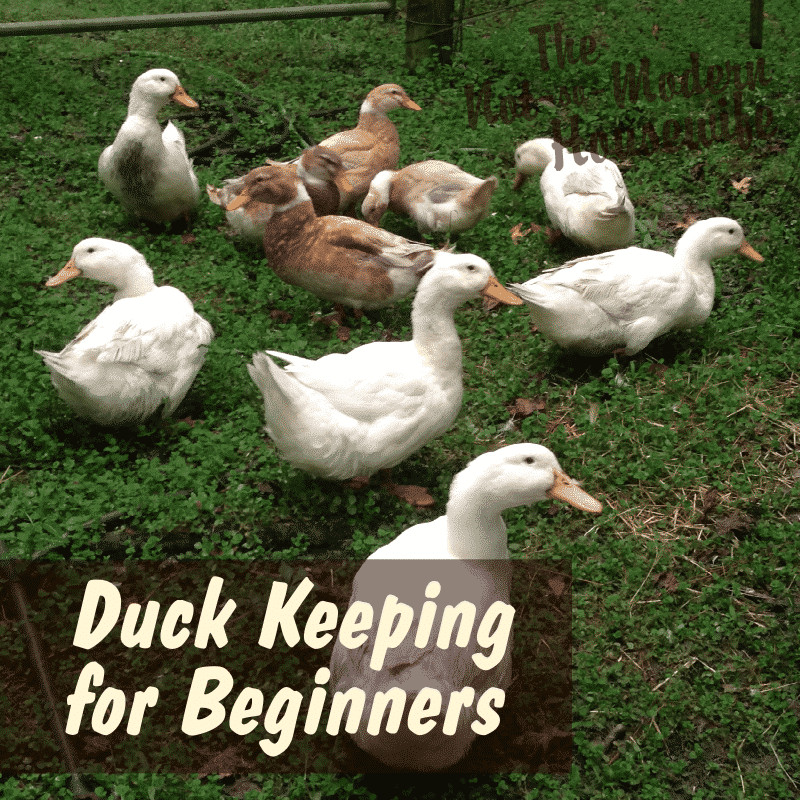 Raising Backyard Ducks
 Beginner s Guide to Raising Ducks