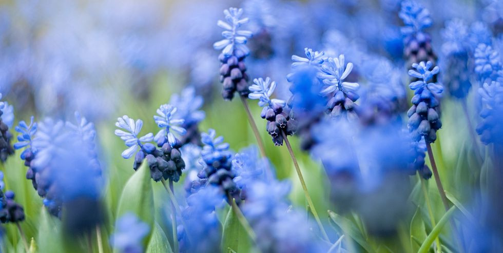 Valuable Rocks In Your Backyard
 These Are the Best Blue Flowers for Adding the Spectacular