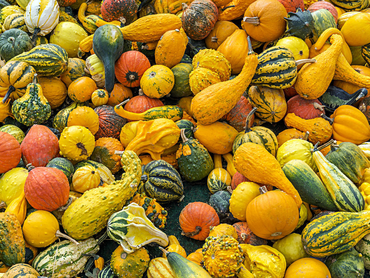 Winter Squash Types
 Can You Eat The Skin on All Types of Squash