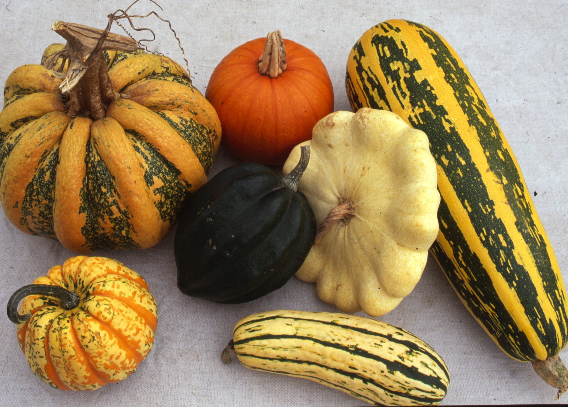 Winter Squash Types
 Winter Squashes Sea Spring Seeds