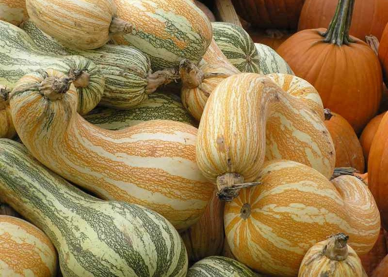 Winter Squash Types
 The Modern Farmer Guide to Winter Squash Varieties