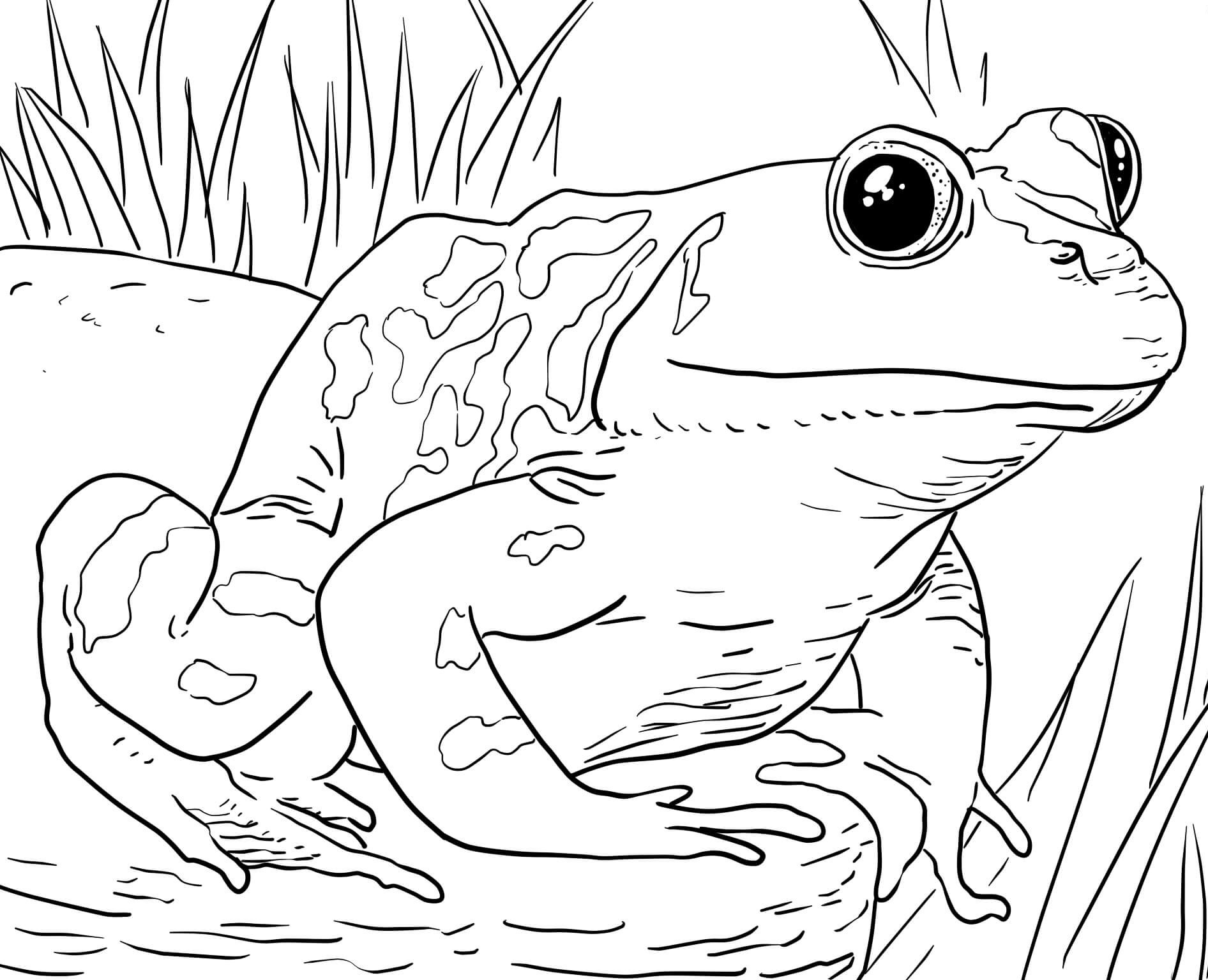 Animal Coloring Pages For Kids
 Zoo Animals Coloring Pages Best Coloring Pages For Kids