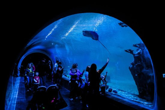 Aquarium Thanksgiving Point
 Fun Winter Family Activities To Do In Utah Your Everyday