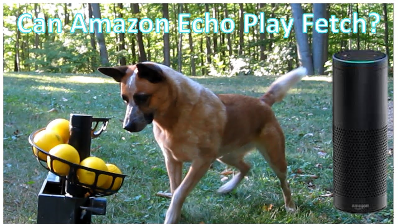 Automatic Ball Thrower For Dogs DIY
 DIY Automatic Ball Launcher for Dogs Amazon Echo or Cell