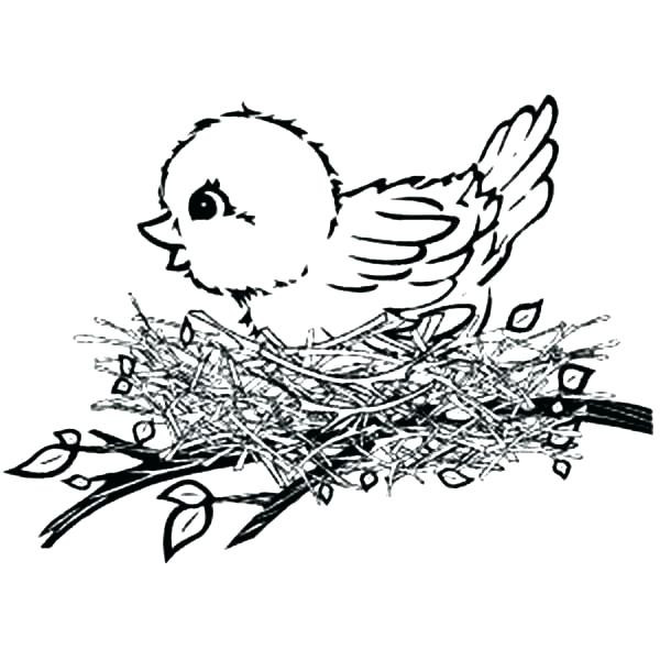Baby Bird Coloring Page
 Nest Coloring Page at GetColorings