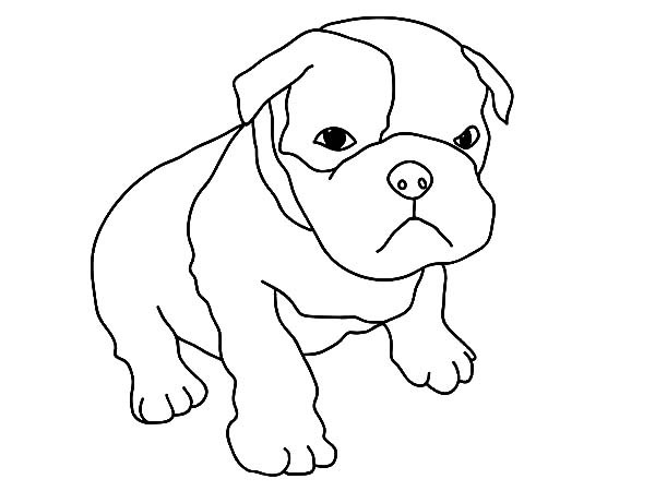 Baby Dog Coloring Pages
 Baby Boxer Dog Coloring Pages Baby Boxer Dog Coloring