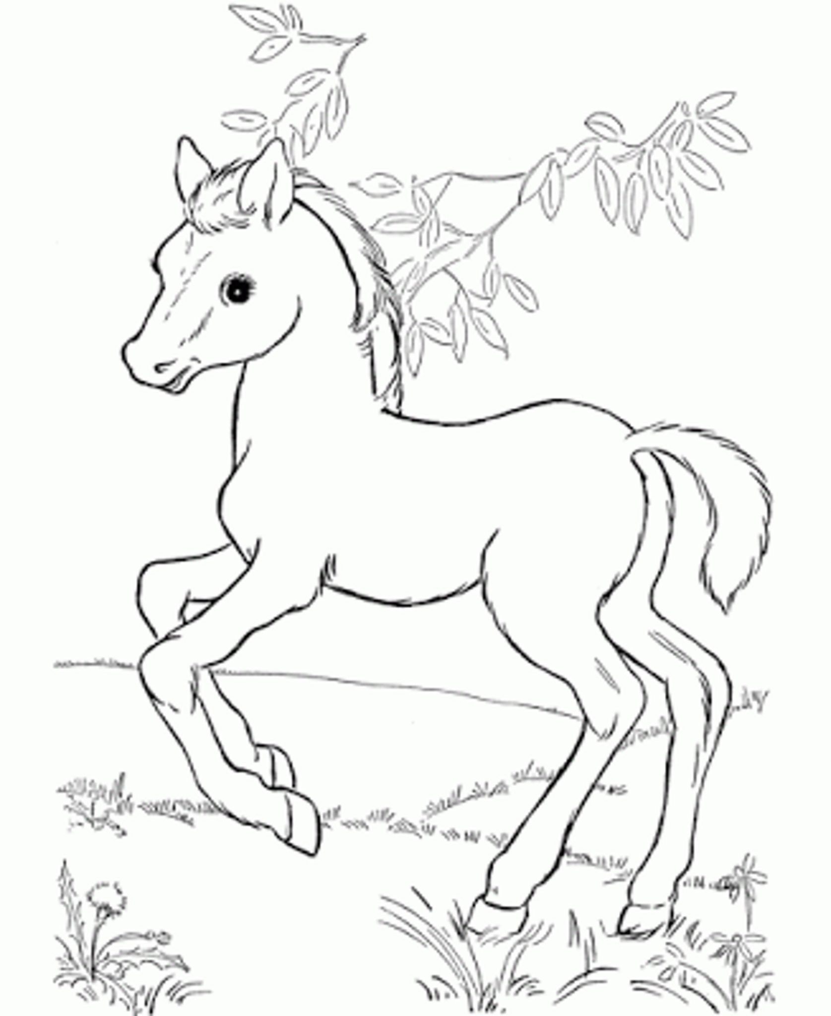 Baby Horse Coloring Pages
 Fun Horse Coloring Pages for Your Kids Printable