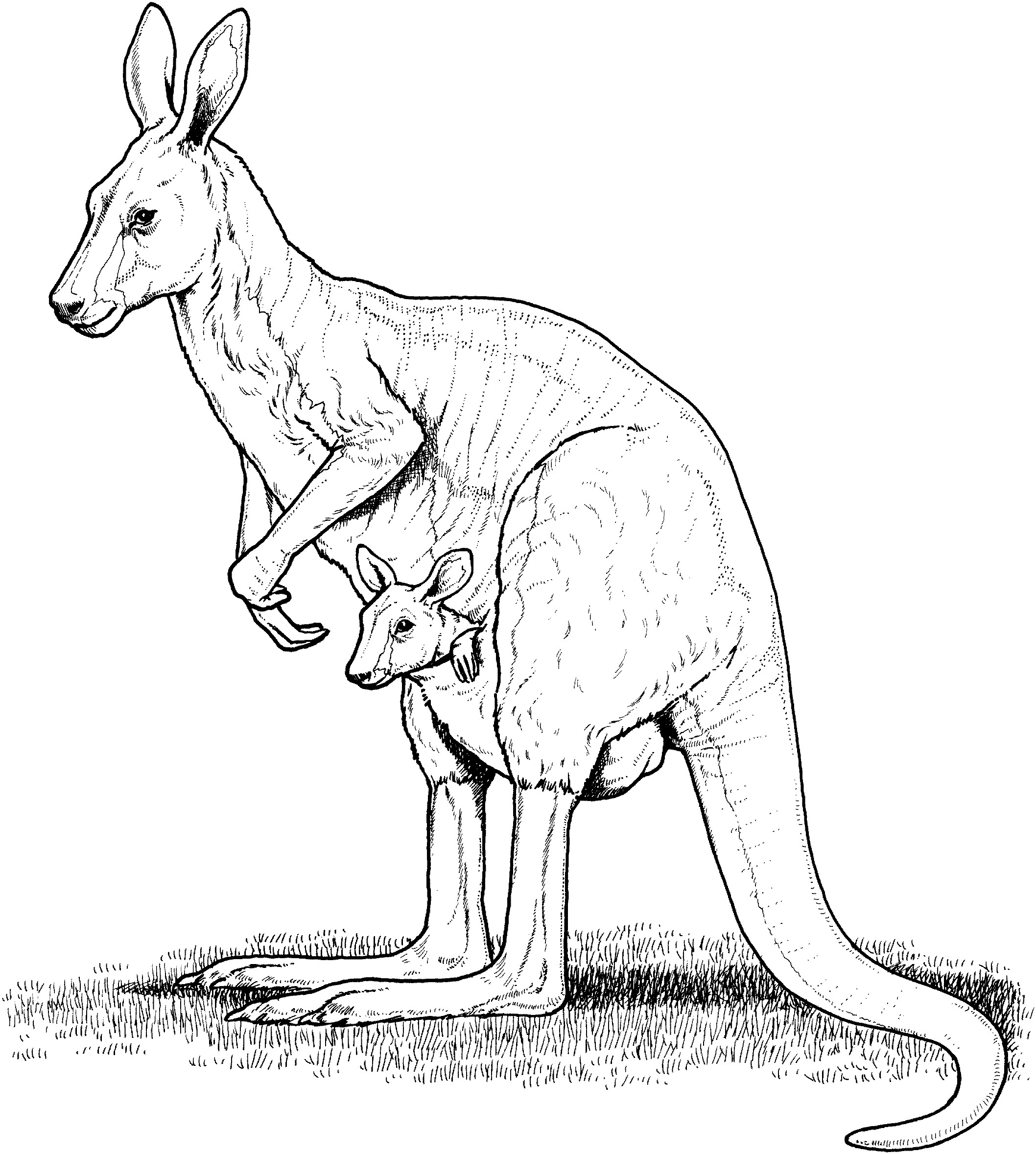 Baby Kangaroo Coloring Page
 Free Kangaroo Coloring Pages