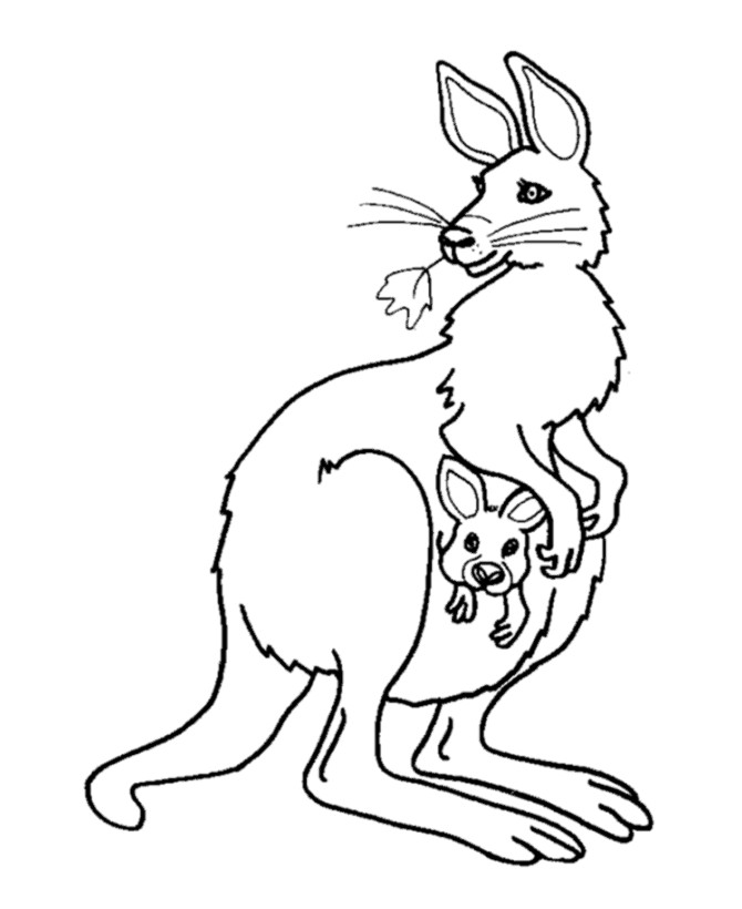 Baby Kangaroo Coloring Page
 Kangaroo And Baby In Pouch Colouring Page Picolour