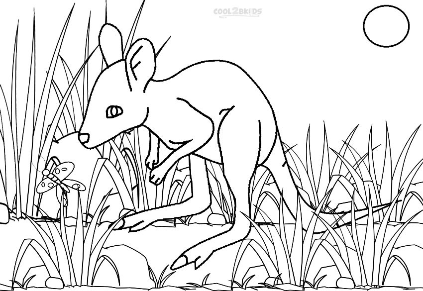 Baby Kangaroo Coloring Page
 Printable Kangaroo Coloring Pages For Kids