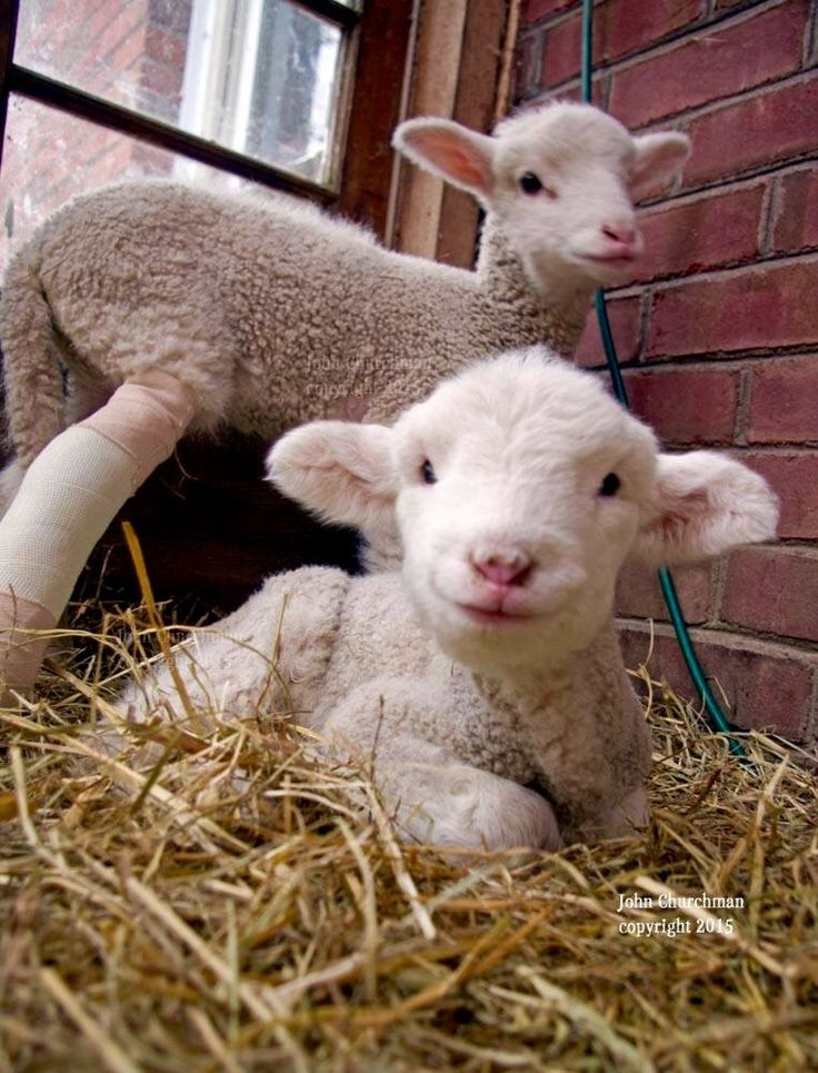 Baby Lamb Recipes
 baby lamb meat