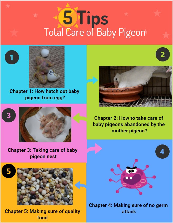 Baby Pigeon Food Recipe
 Baby Pigeon Food Recipe plete Care Hatching Out From