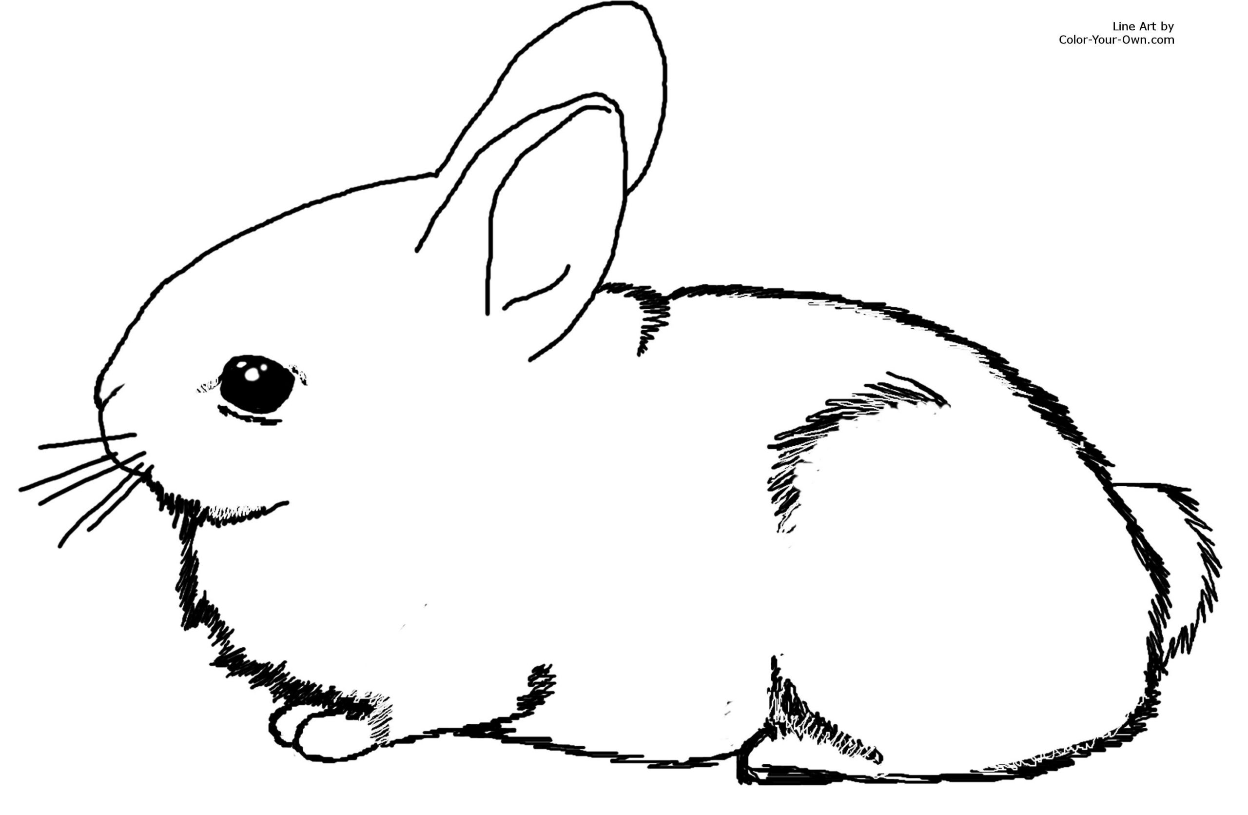 Baby Rabbit Coloring Pages
 Adorable Baby Cottontail Rabbit Bunny Coloring Page