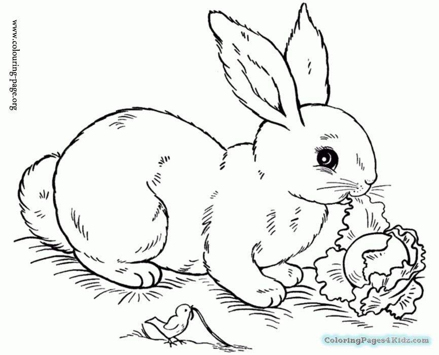 Baby Rabbit Coloring Pages
 Cute Baby Bunnies Coloring Pages