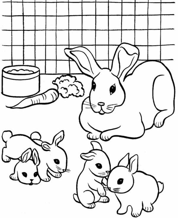 Baby Rabbit Coloring Pages
 Breeding Pet Rabbit Coloring Page