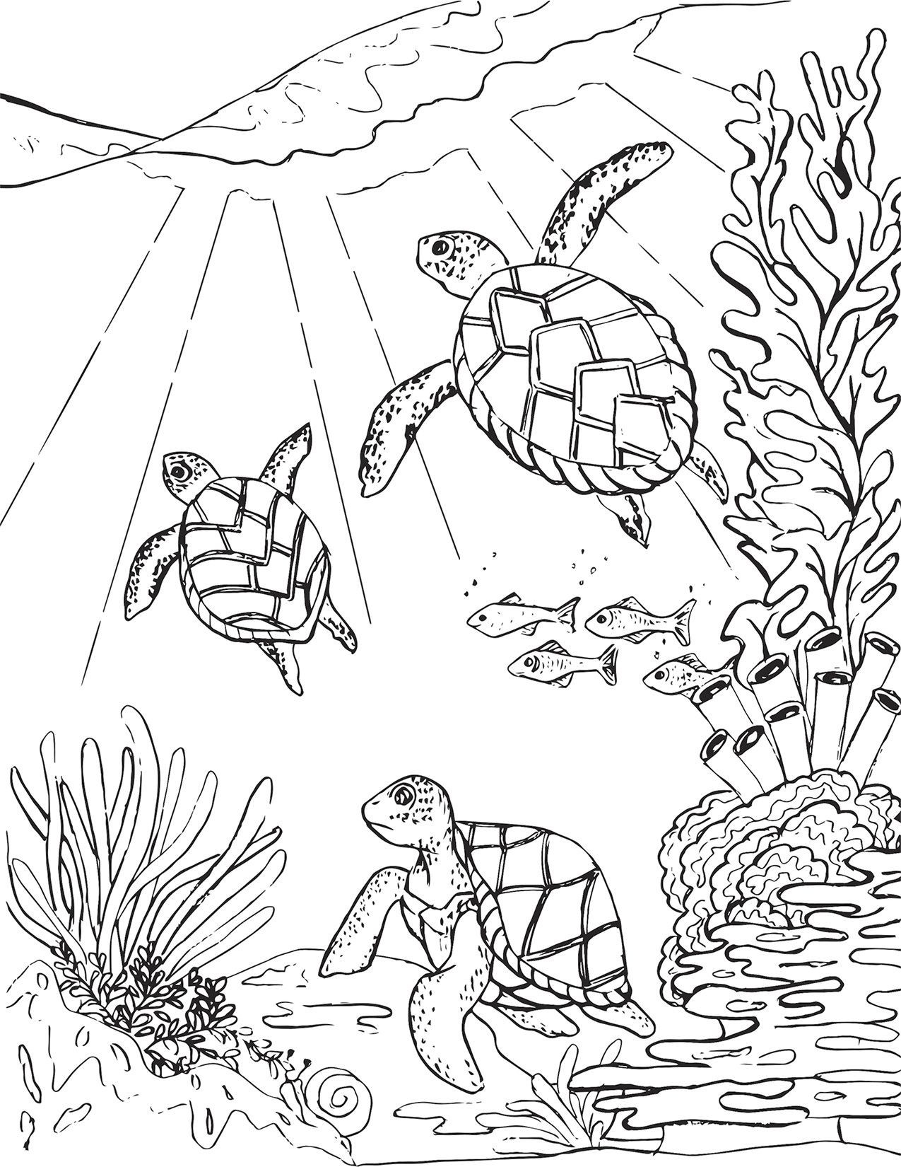 Baby Sea Turtle Coloring Pages
 Pin on Drawing