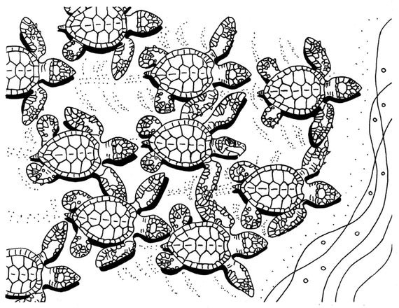 Baby Sea Turtle Coloring Pages
 Baby Sea Turtles coloring page sea turtle art by