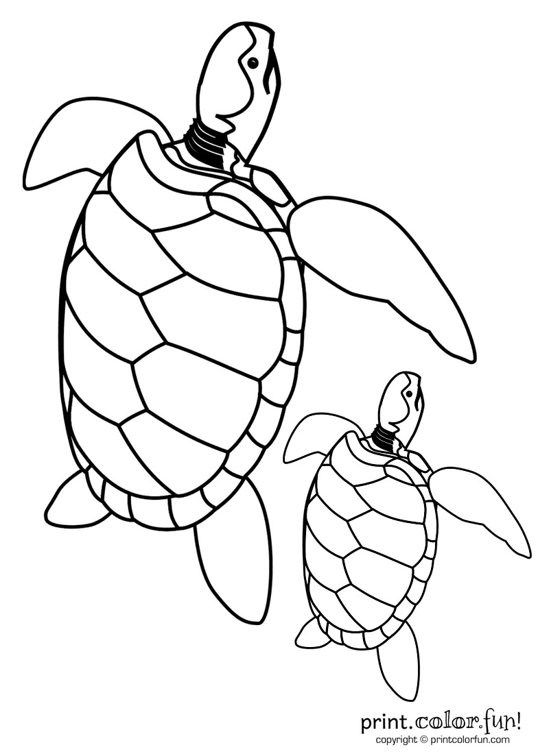 Baby Sea Turtle Coloring Pages
 Baby turtle & dad coloring page Print Color Fun