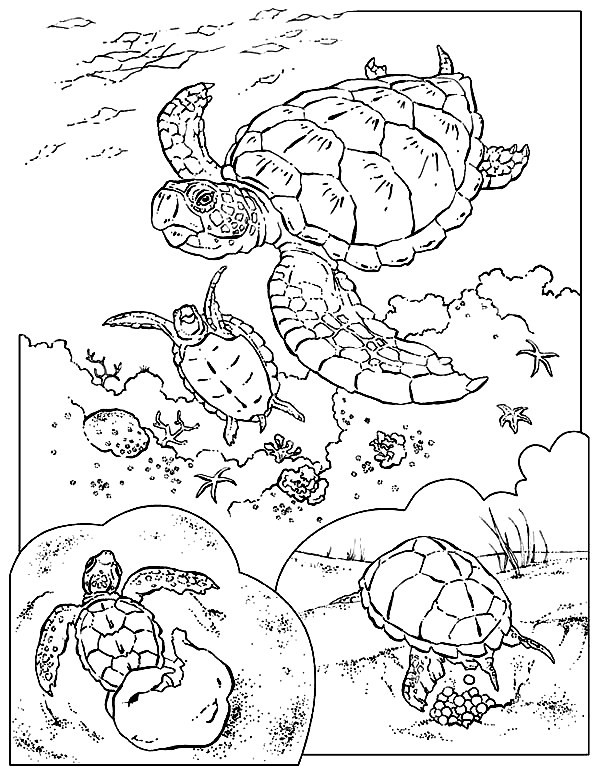 Baby Sea Turtle Coloring Pages
 Sea Turtle Coloring Pages