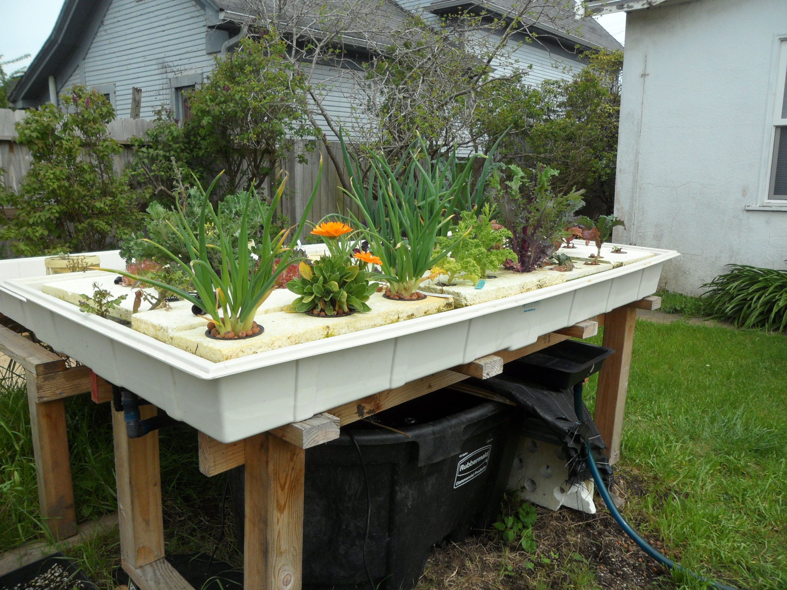 Backyard Aquaponic Systems
 Aquaponics Easy