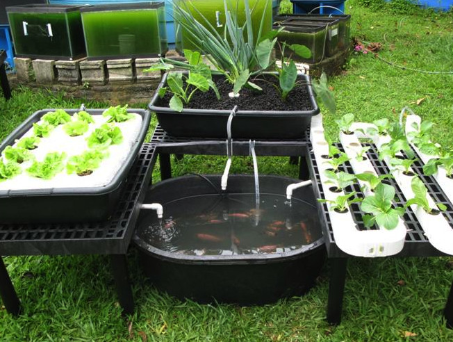 Backyard Aquaponic Systems
 Backyard Gardening For Profit Advance Secret Revealed