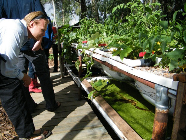 Backyard Aquaponic Systems
 5 Great Fish options for your Backyard Aquaponics System