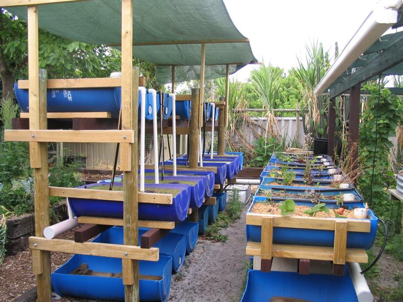 Backyard Aquaponic Systems