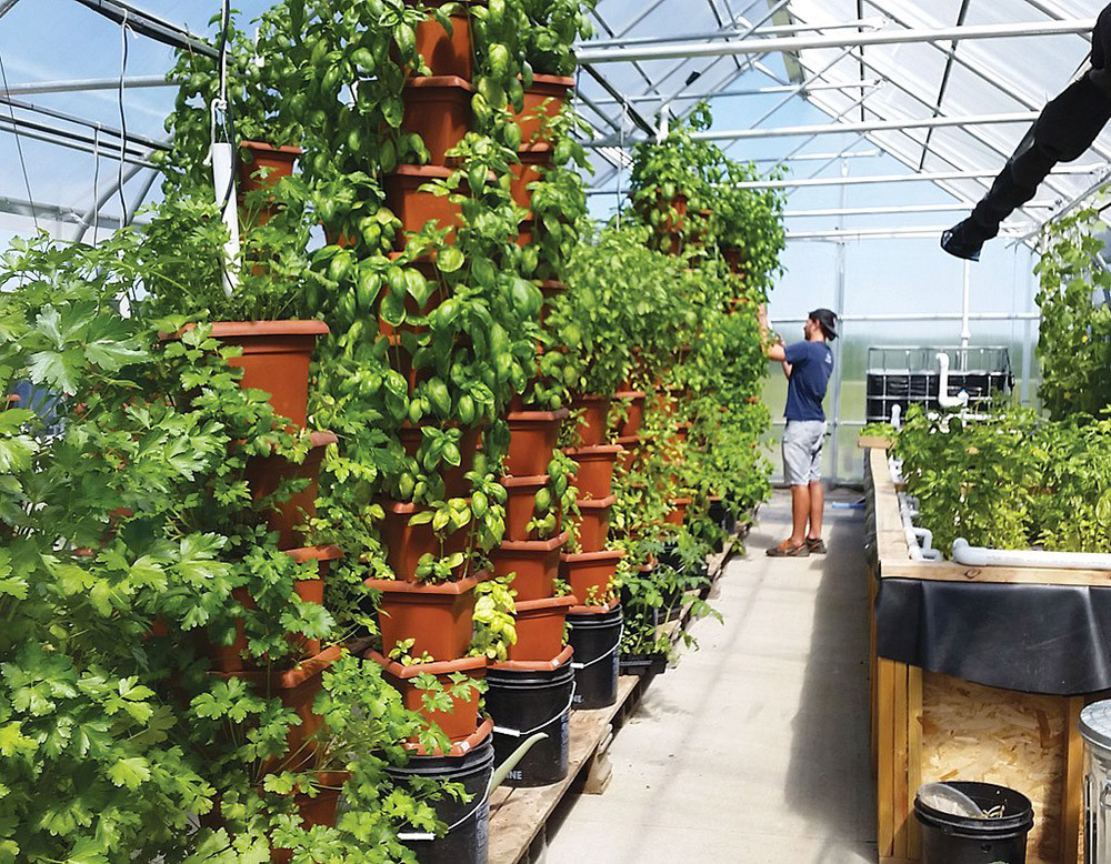 Backyard Aquaponic Systems
 Why Aquaponics is an Amazingly Sustainable Way to Put Food