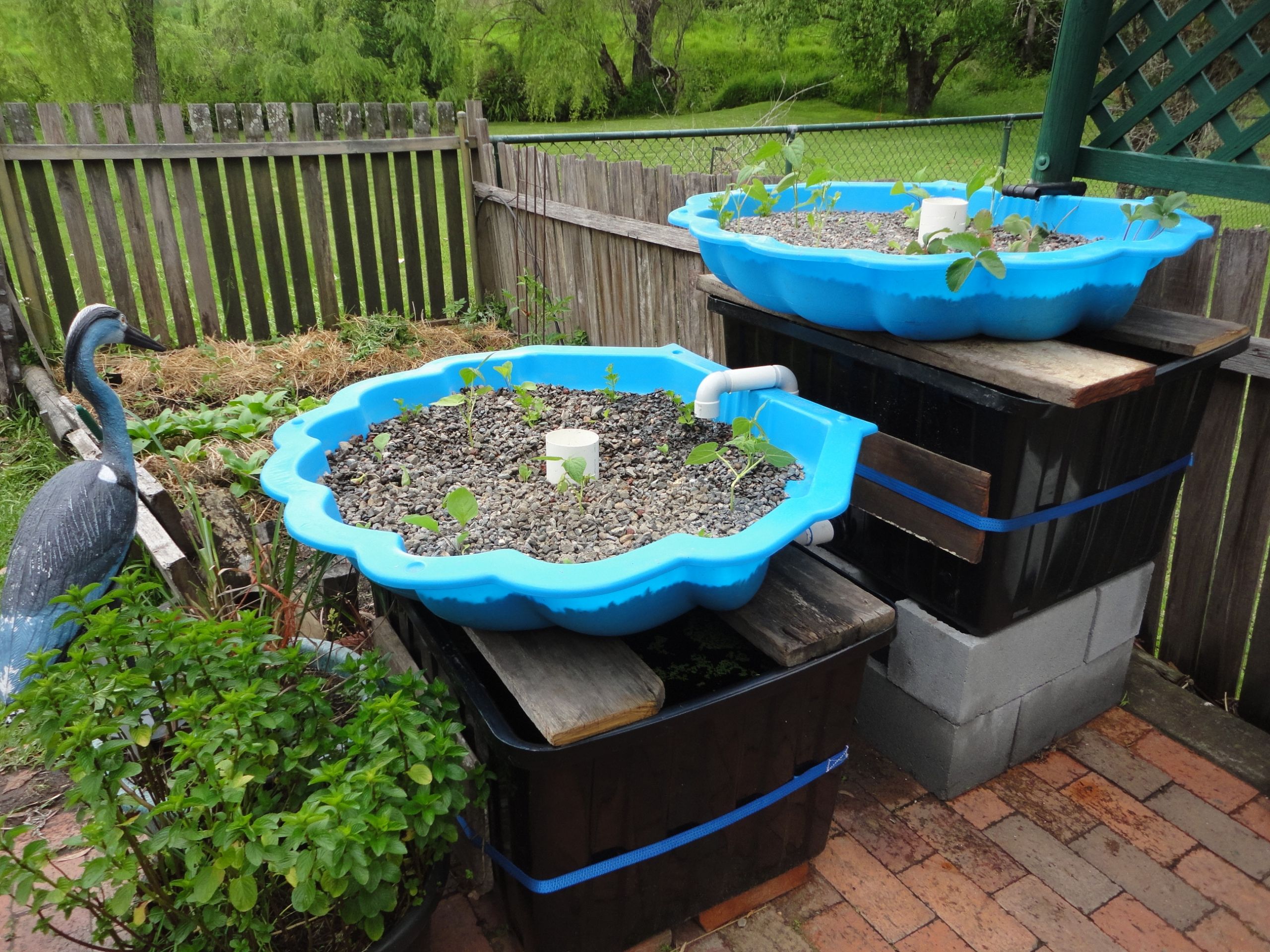 Backyard Aquaponic Systems
 Getting Started in Aquaponics