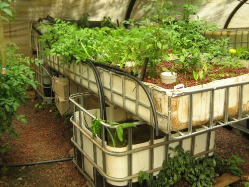 Backyard Aquaponic Systems
 Systems Backyard Aquaponics