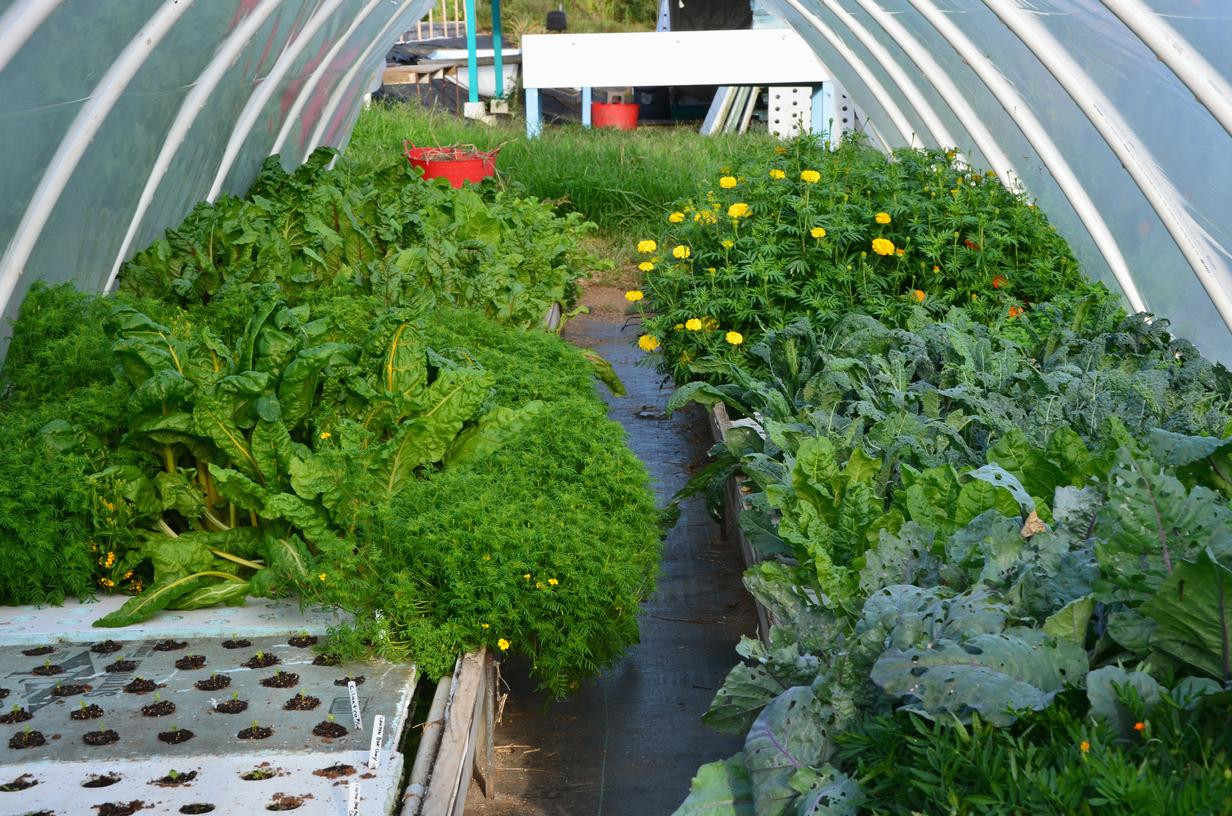 Backyard Aquaponic Systems
 Starting Your Backyard Aquaponics System