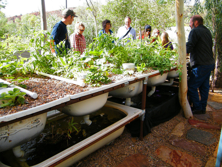 Backyard Aquaponic Systems
 DIY Everything You Need to Know to Build a Simple