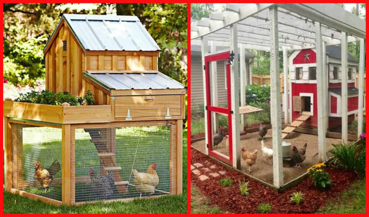 Backyard Chicken Coop Designs
 100’s Free Chicken Coop Plans