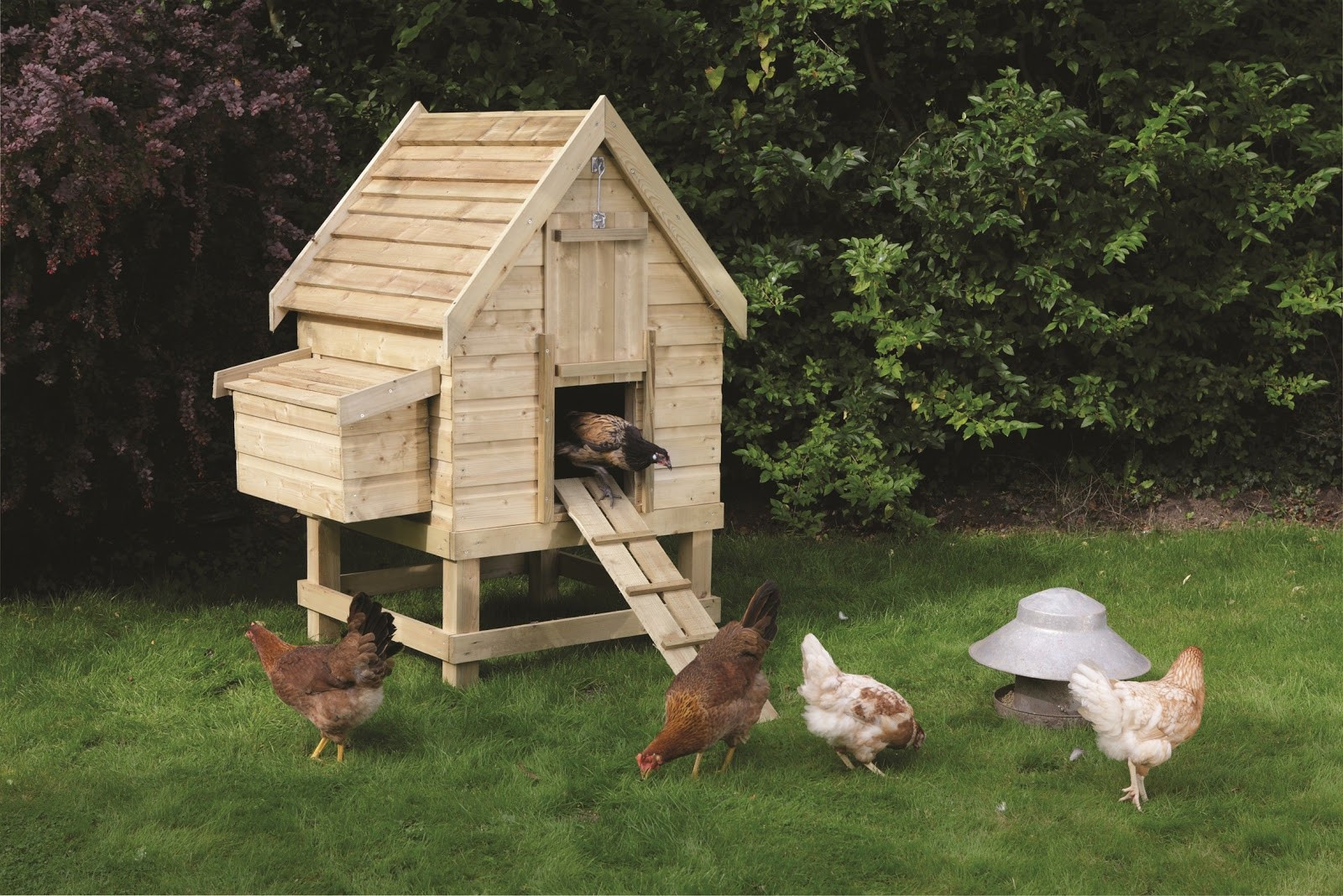Backyard Chicken Coop Designs
 How To Build A Chicken Coop Chicken Coops Designs Top