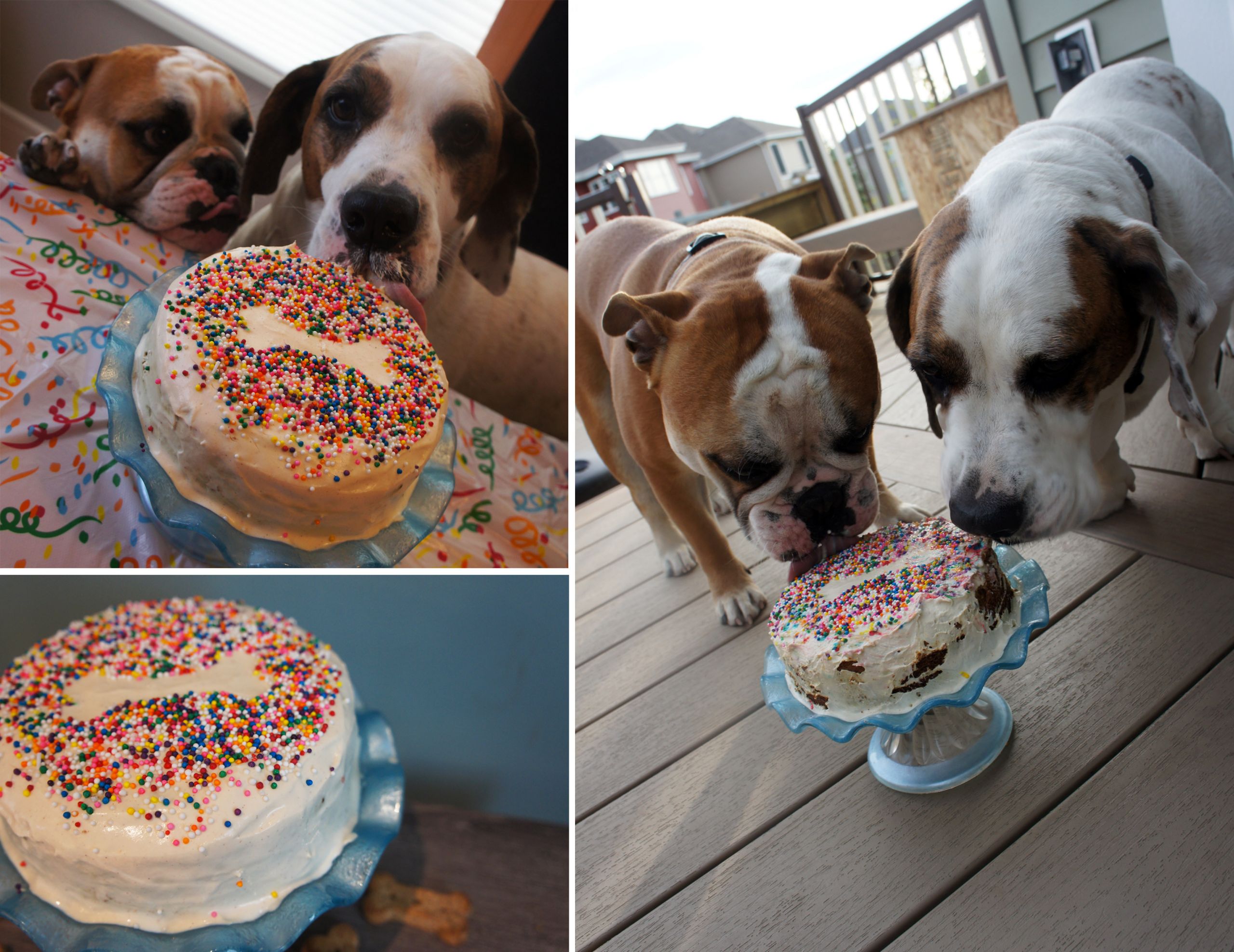 Birthday Cake Dog
 Dog birthday cake