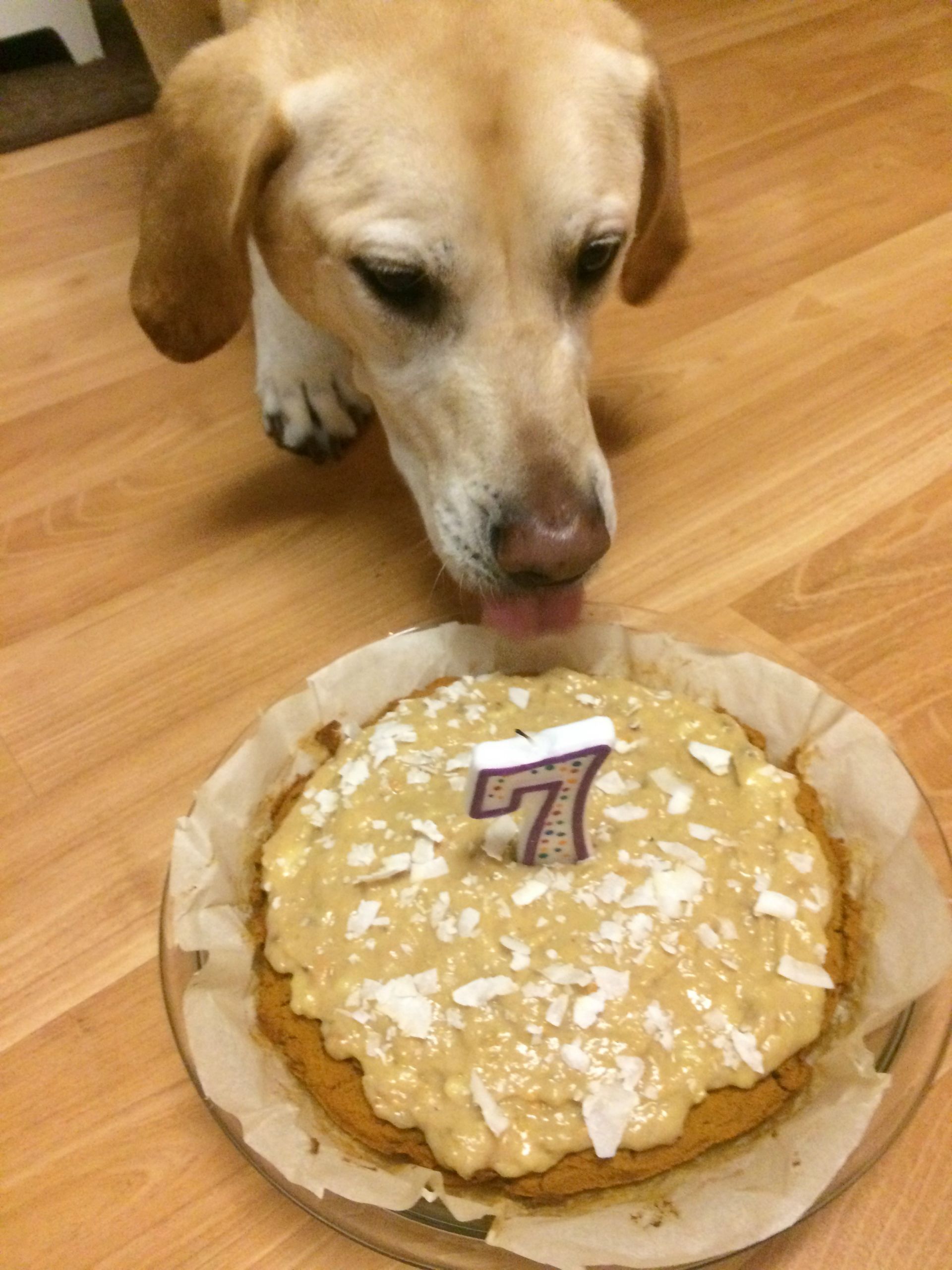 Birthday Cake Dog
 Dog Birthday Cake gf – The Sisters Kitchen