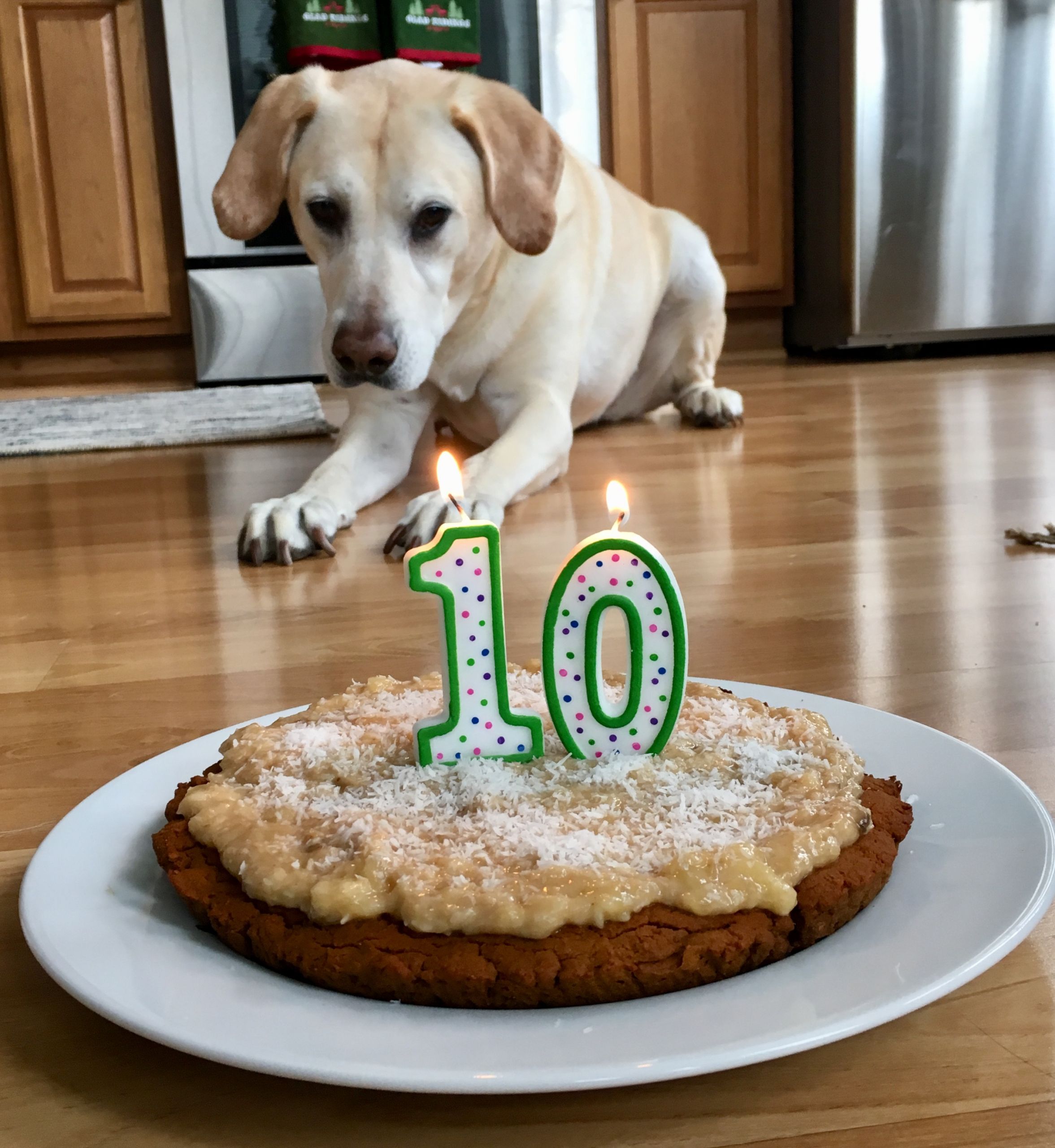 Birthday Cake Dog
 Dog Birthday Cake gf – The Sisters Kitchen